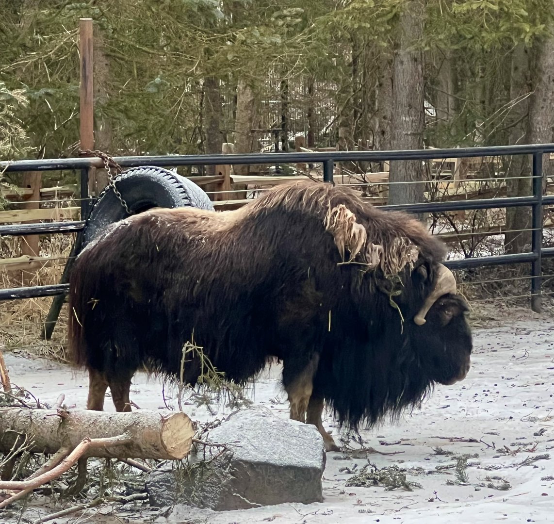 Muskox