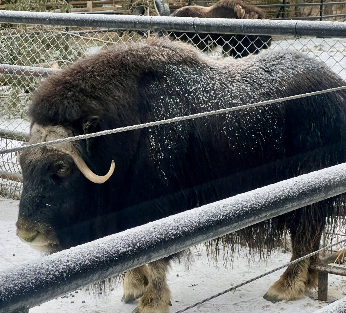 Muskox