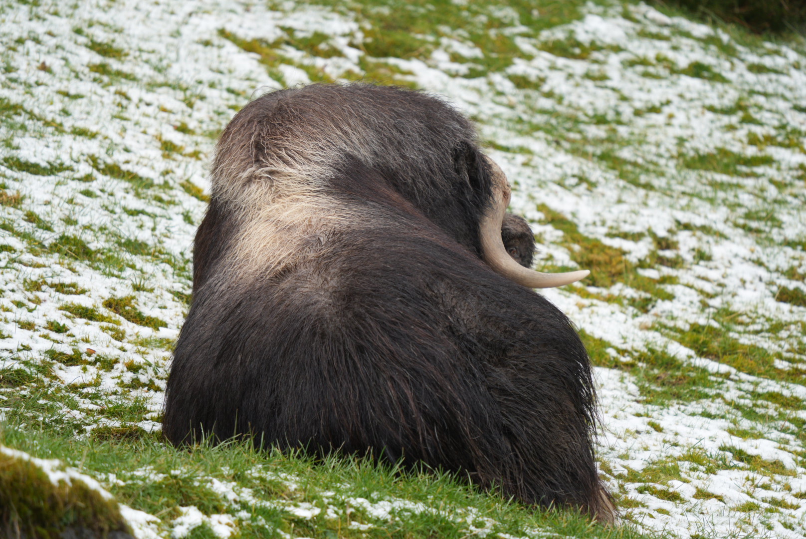 Muskox