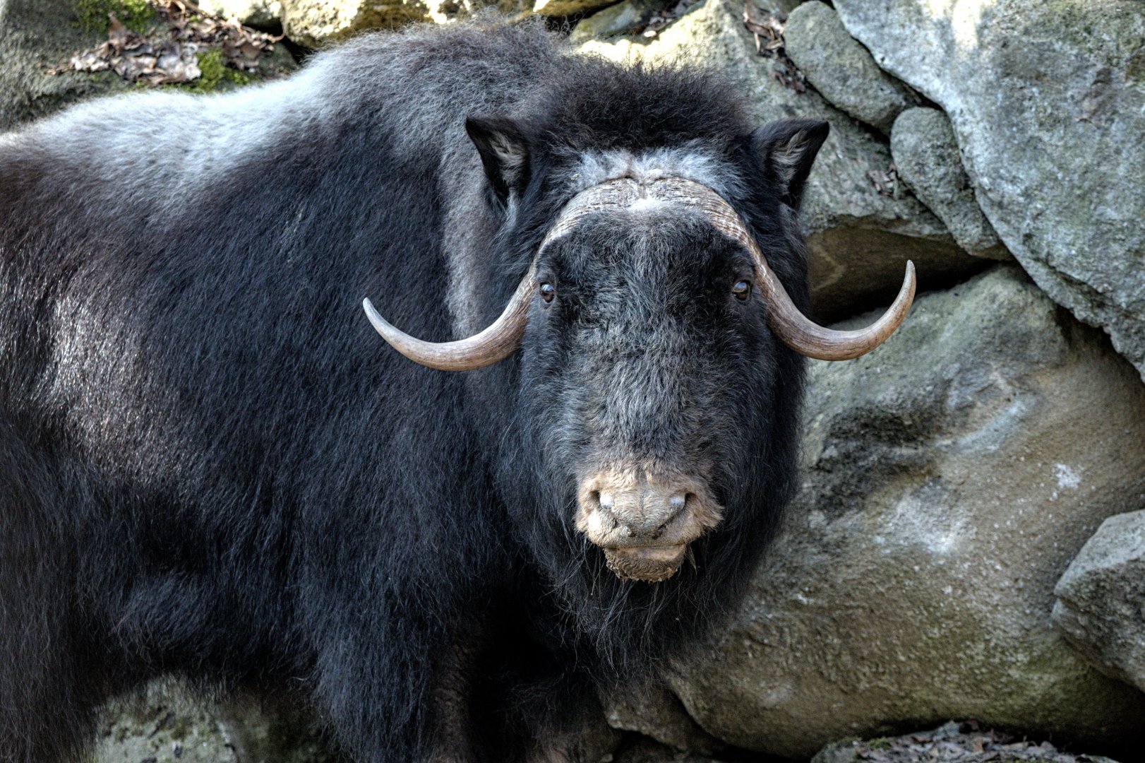 Muskox