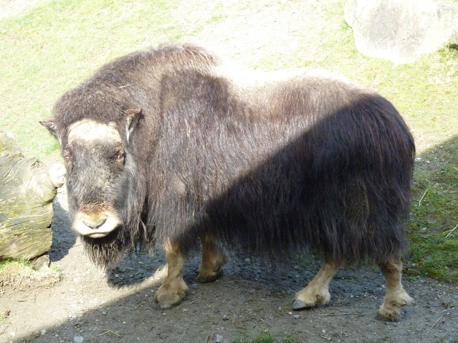 Muskox