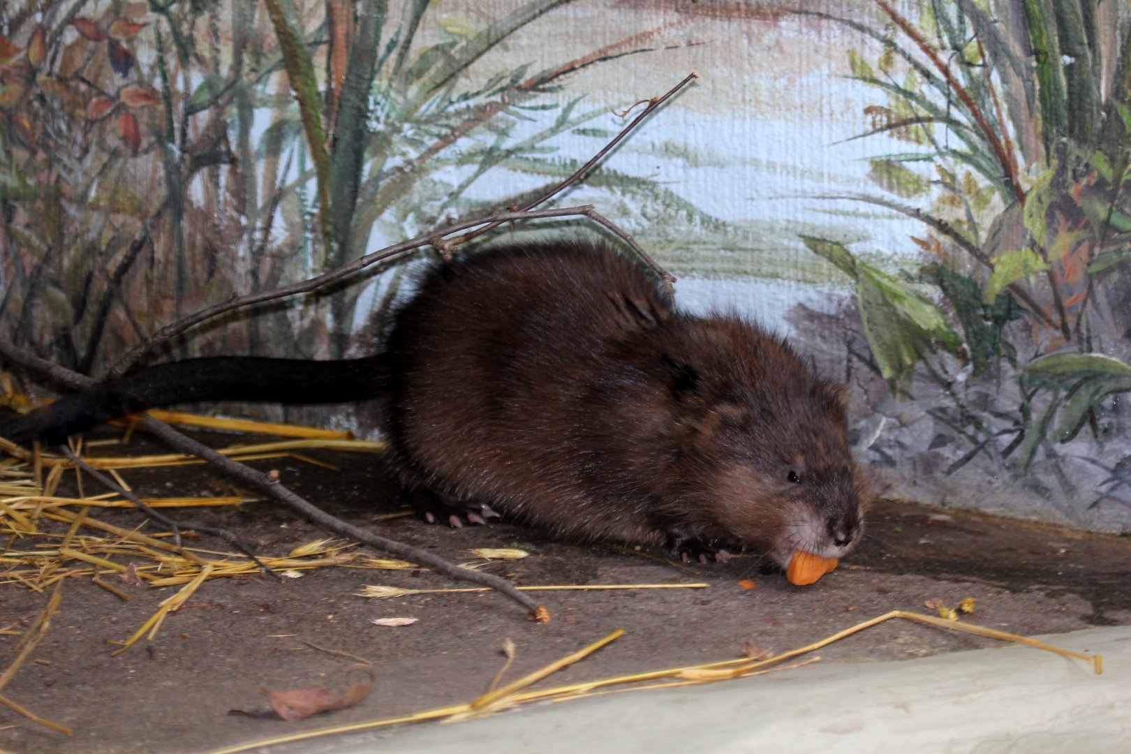 muskrat (Ondatra zibethicus) FINALLY!!!