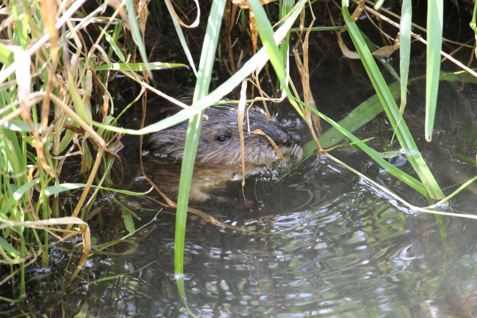 Muskrat (Ondatra zibethicus)