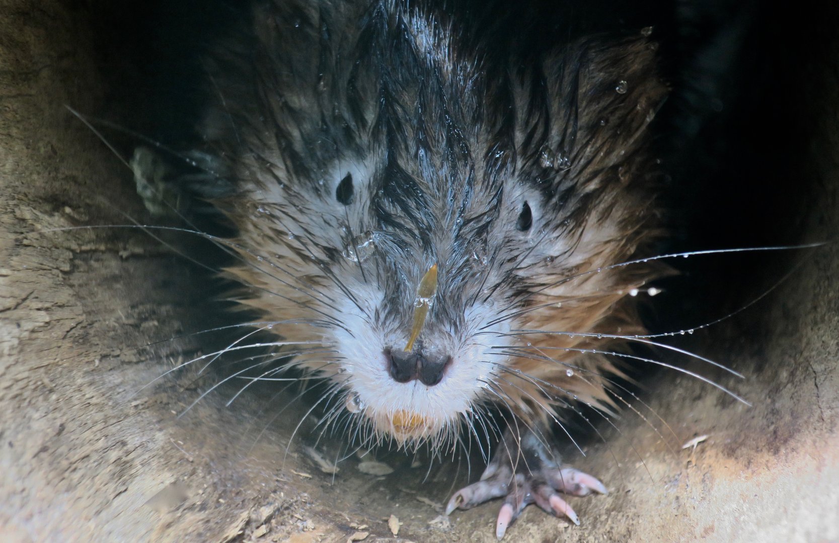 Muskrat (Ondatra zibethicus)