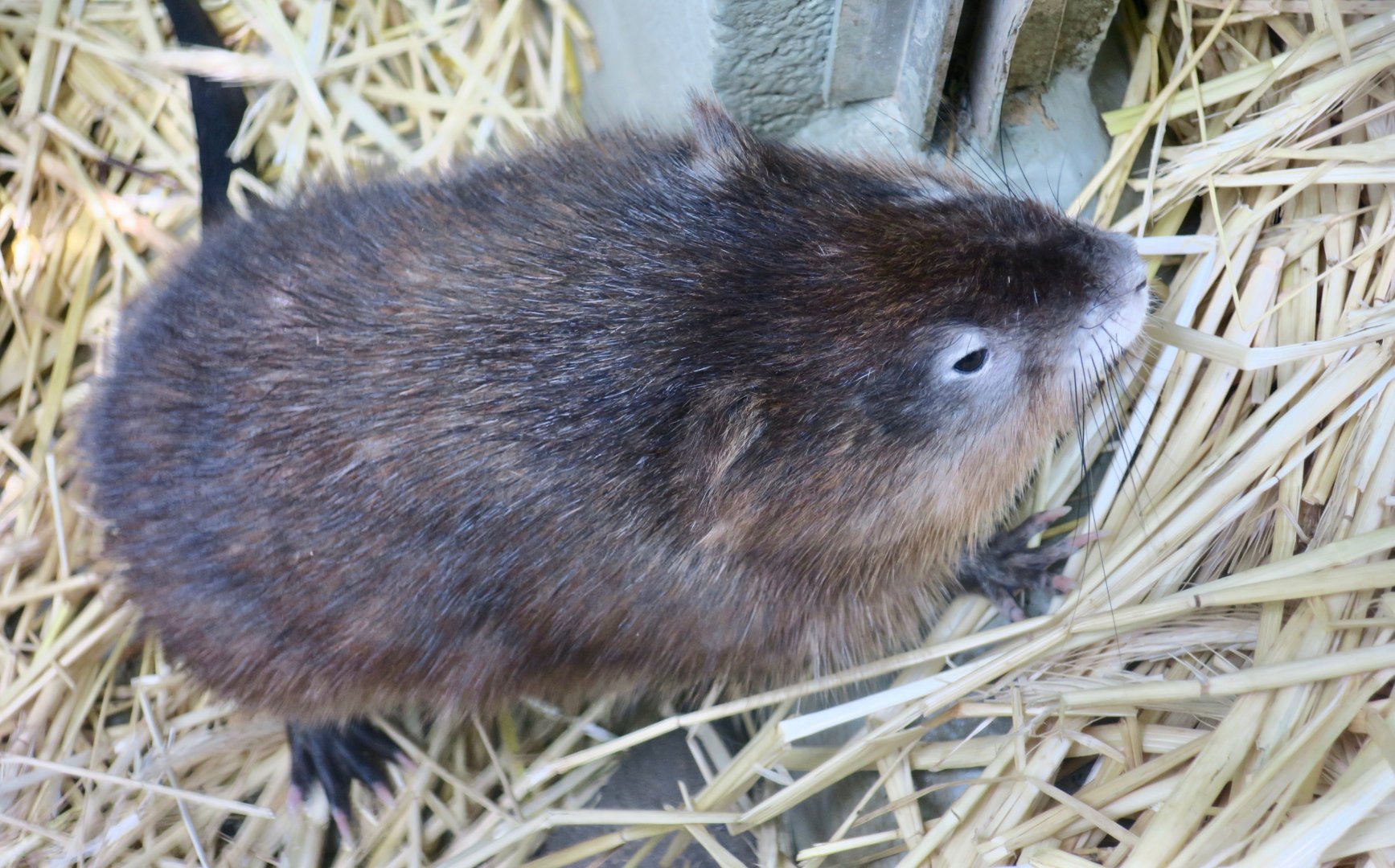 Muskrat (Ondatra zibethicus)