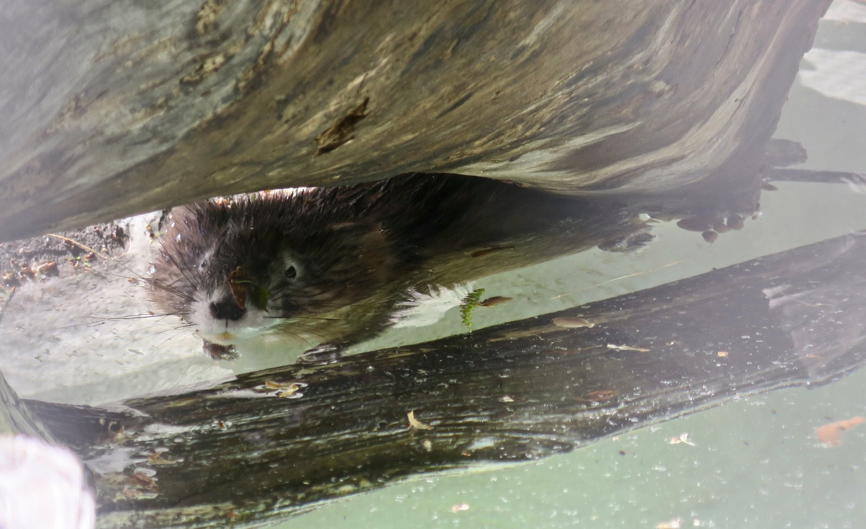 Muskrat (Ondatra zibethicus)