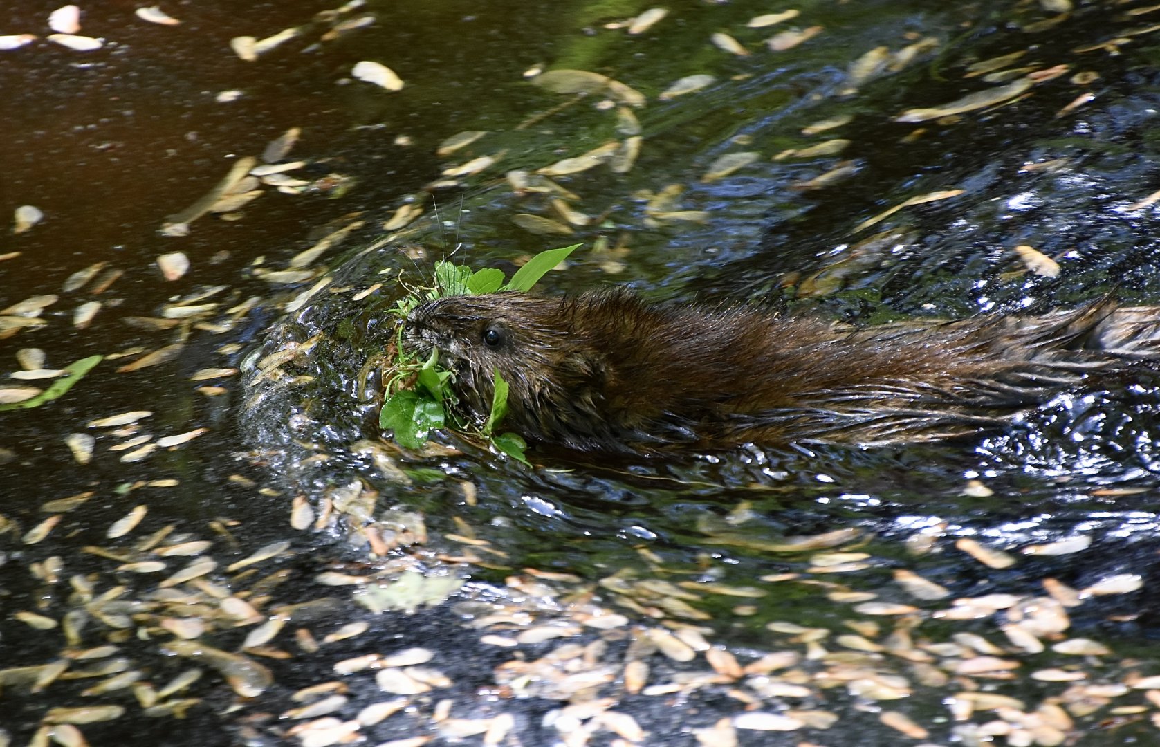 Muskrat (Ondatra zibethicus)