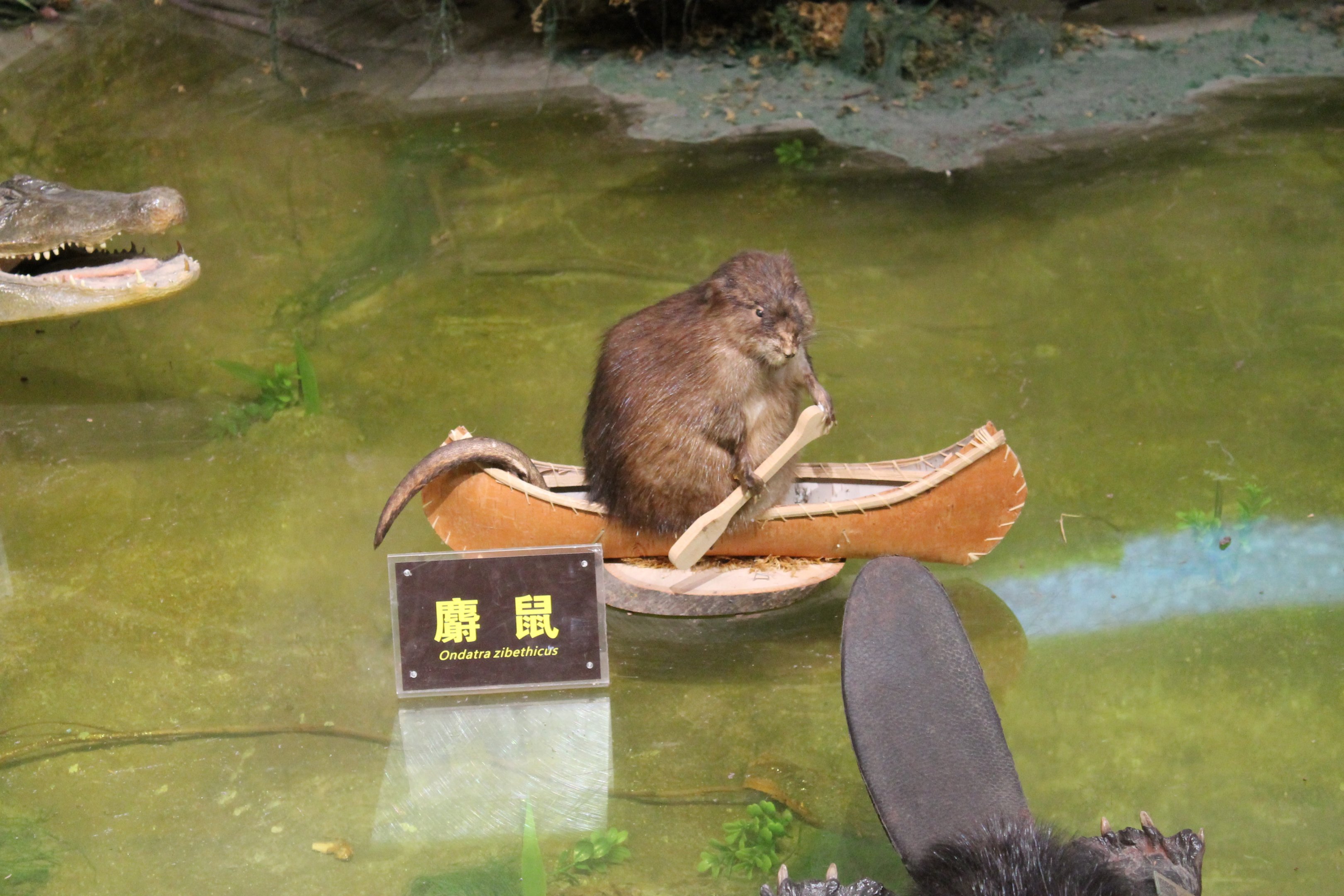 Muskrat - Shaanxi Nature Museum