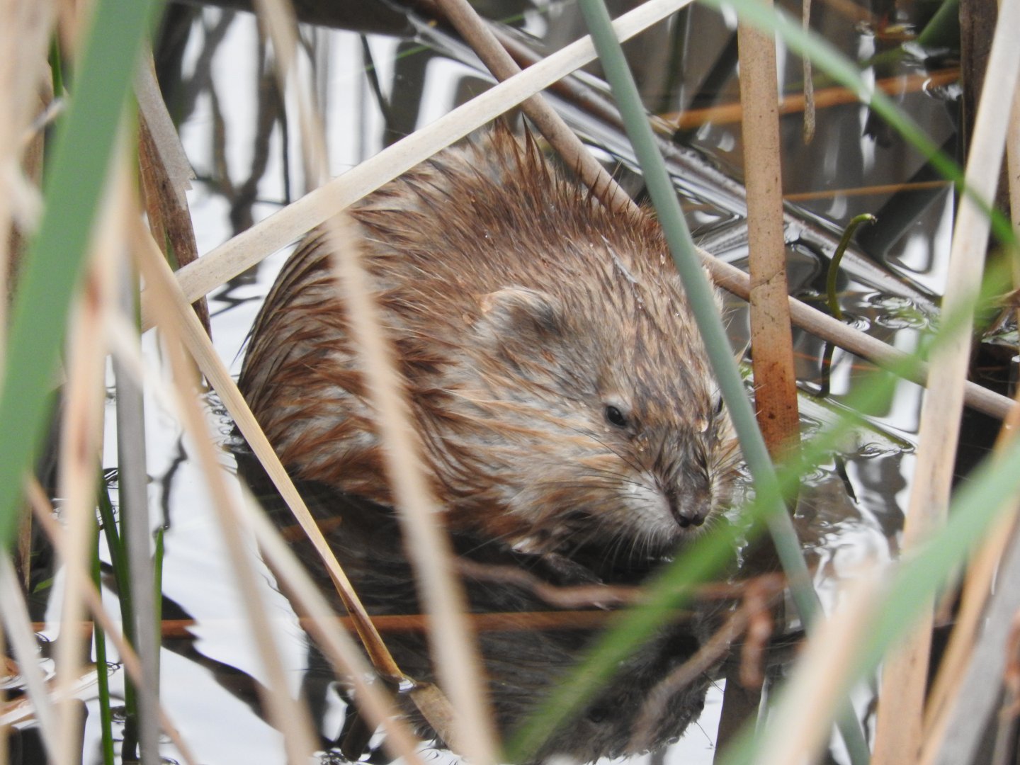 Muskrat
