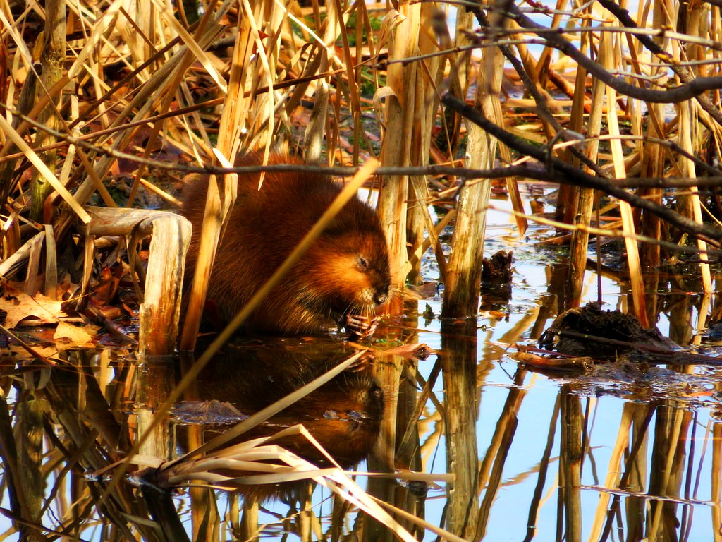 Muskrat