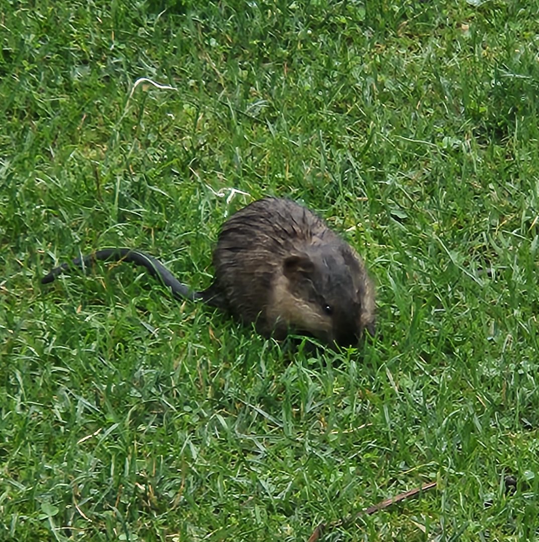 Muskrat