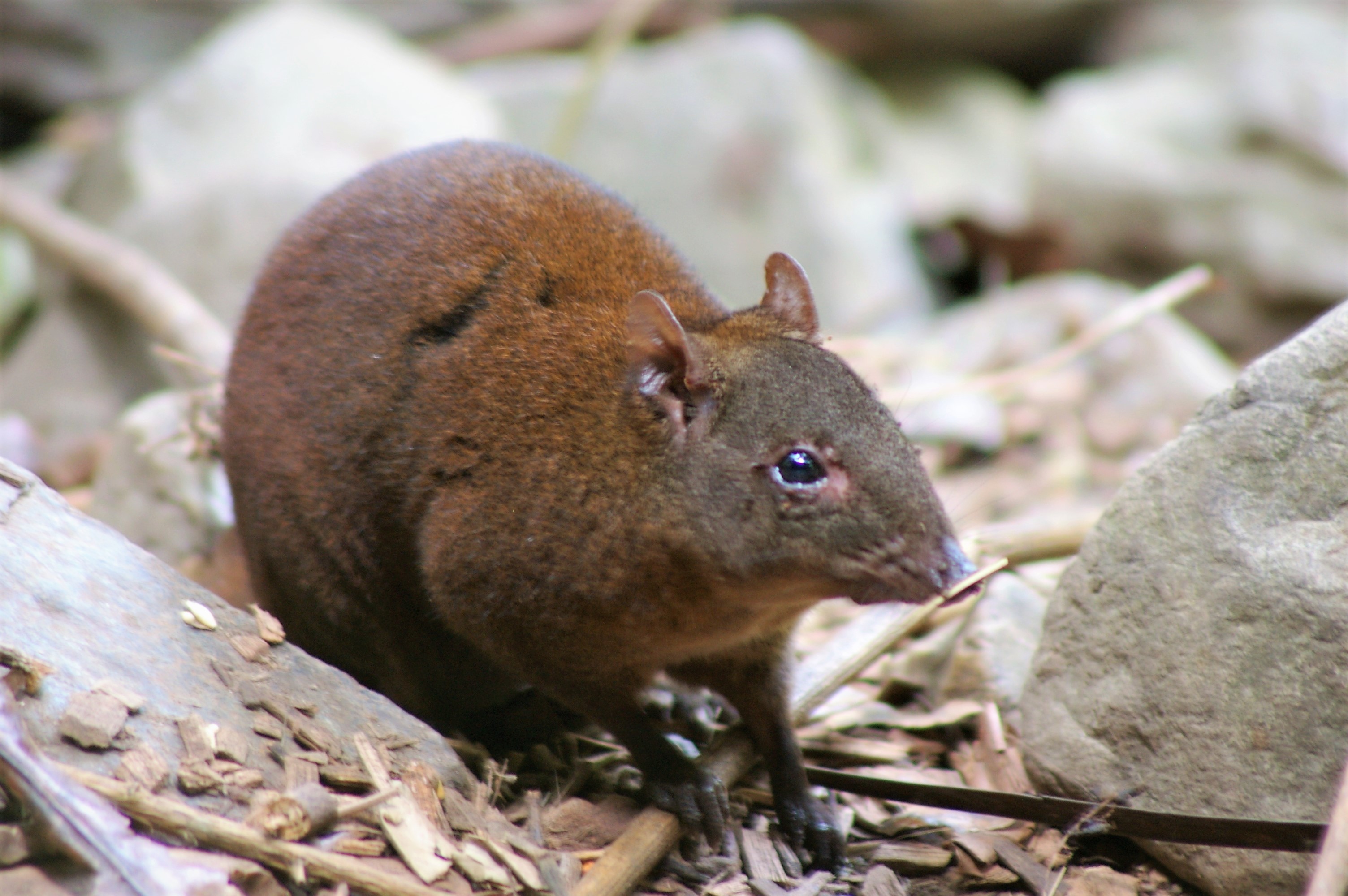 Musky Rat-Kangaroo (Hypsiprymnodon moschatus)