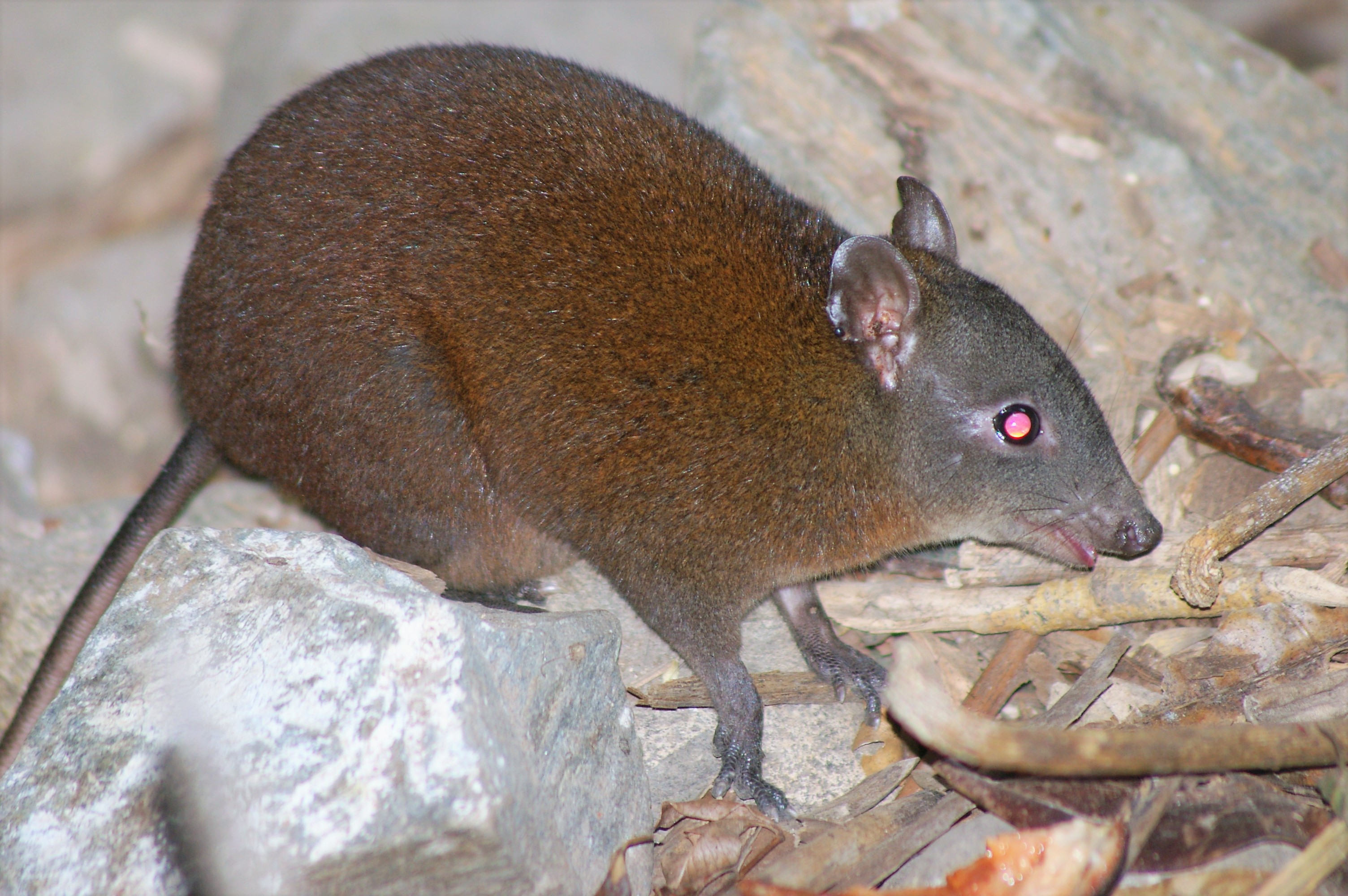Musky Rat-Kangaroo (Hypsiprymnodon moschatus)