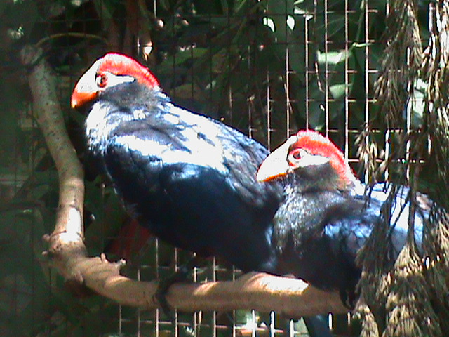 musophaga violacea 100711