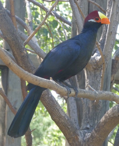 Musophaga Violacea (22-7-17 Faunia)