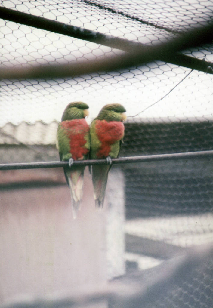 Musschenbroek's Lorikeets, Chester Zoo
