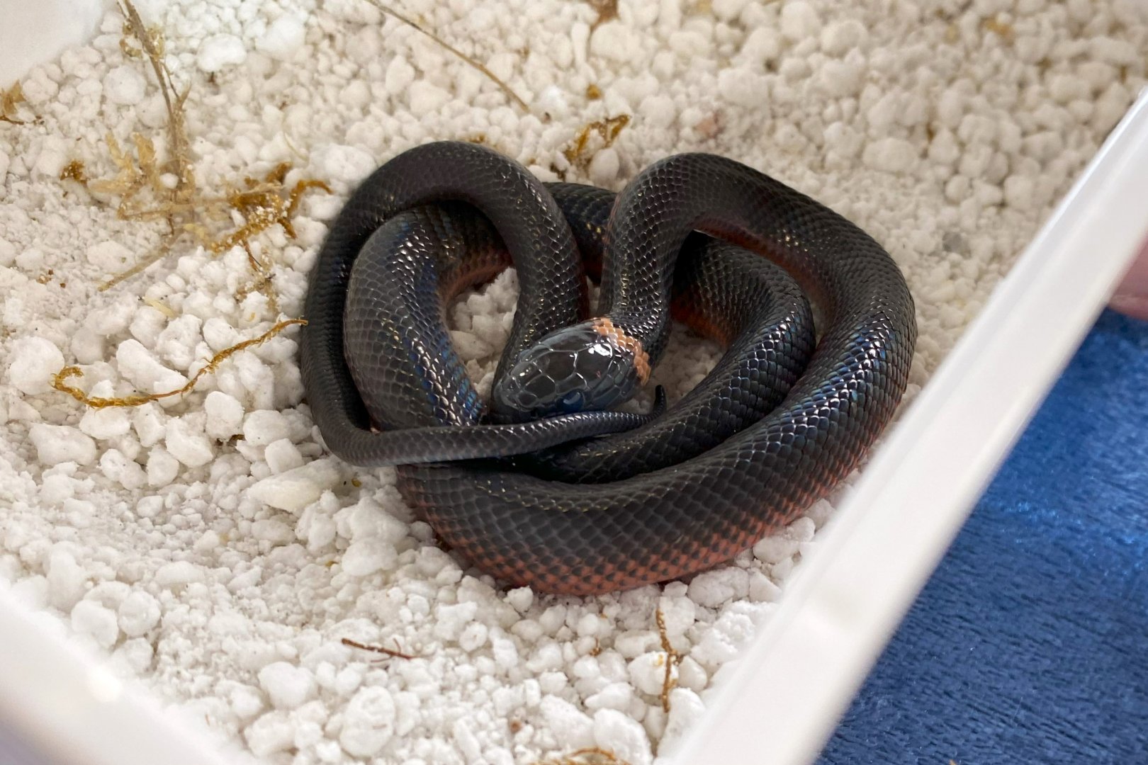 Mussurana (Boiruna maculata)