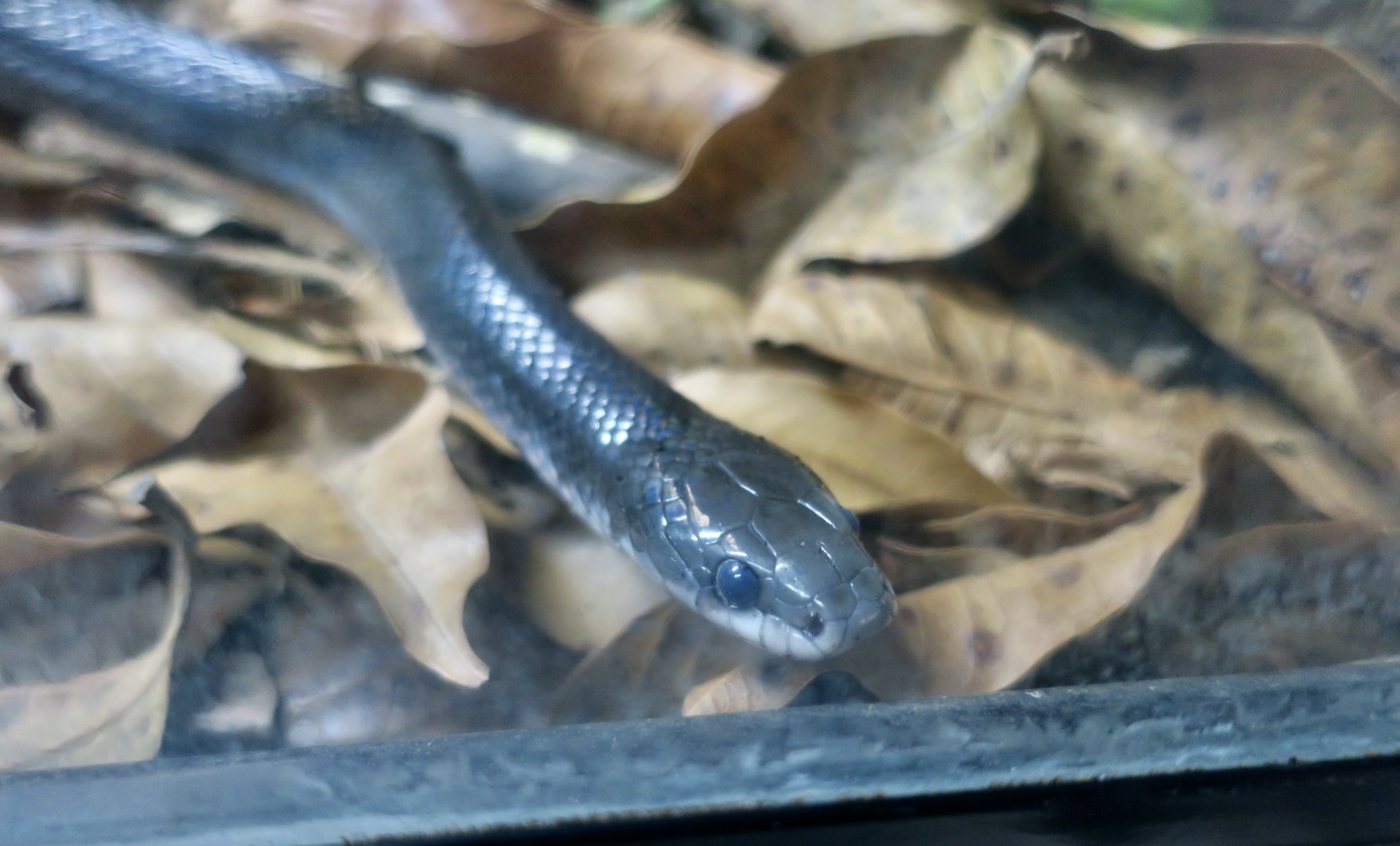 Mussurana (Boiruna maculata)