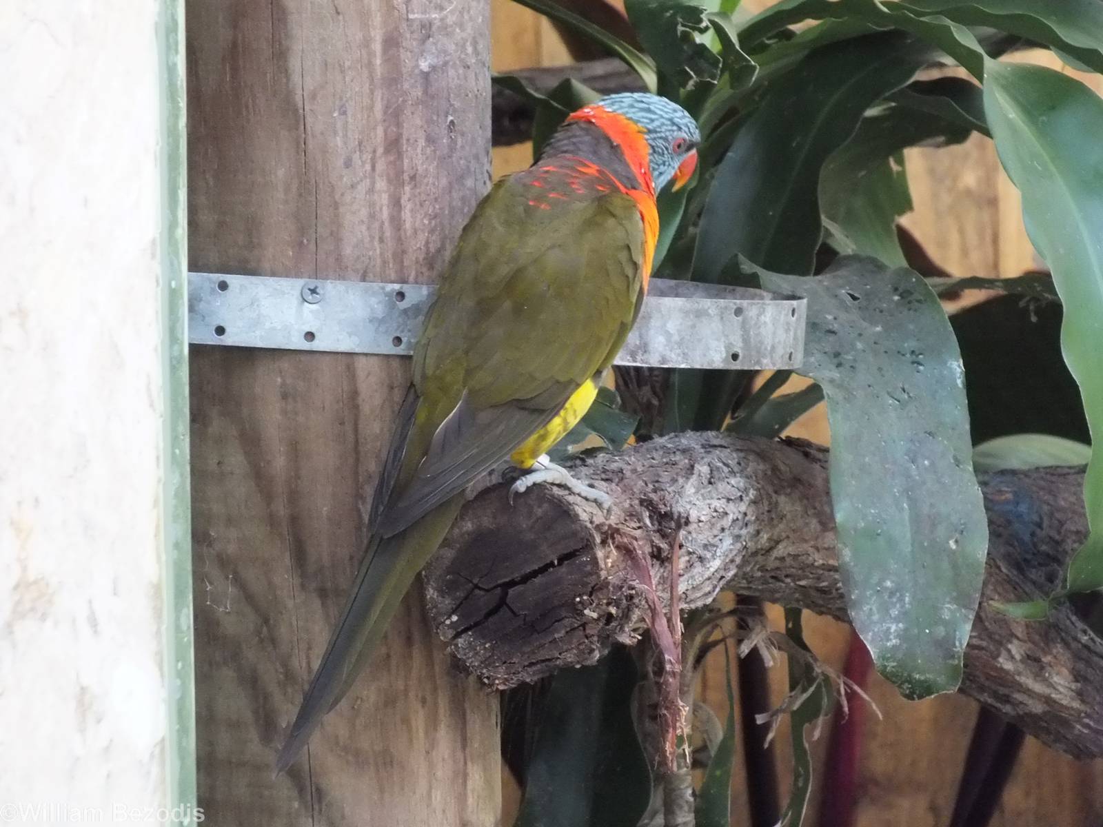 "Mustard Lorikeet"