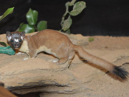 Mustela frenata latirostra at Orange County Zoo - uploaded on behalf of alexkant