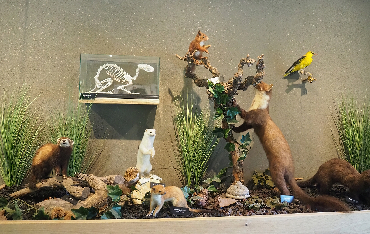 Mustelid, European red squirrel and Eurasian golden oriole specimens, 2022-08-20
