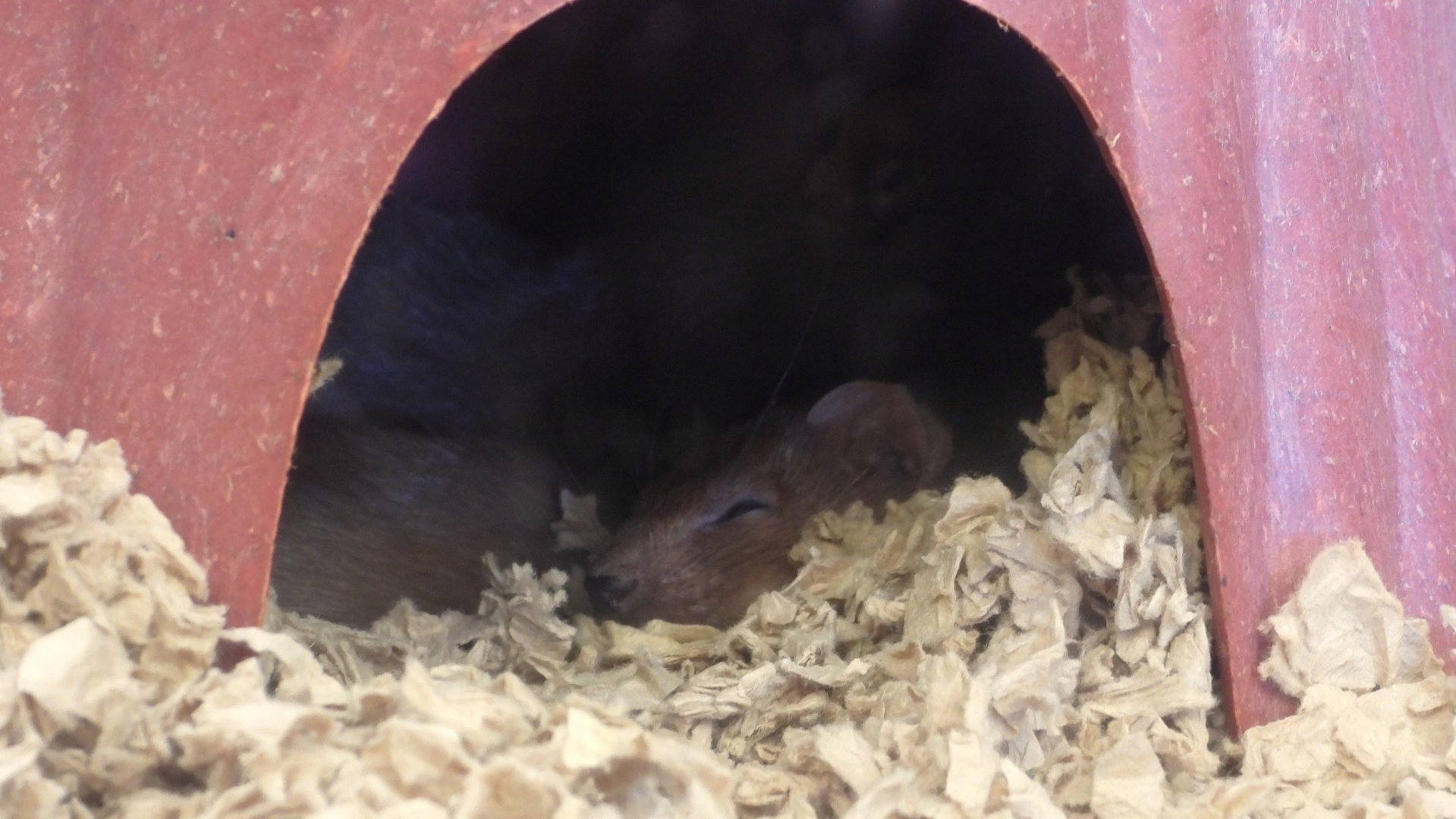 Mustelid ID (Wildlife World Zoo, Aquarium and Safari Park)