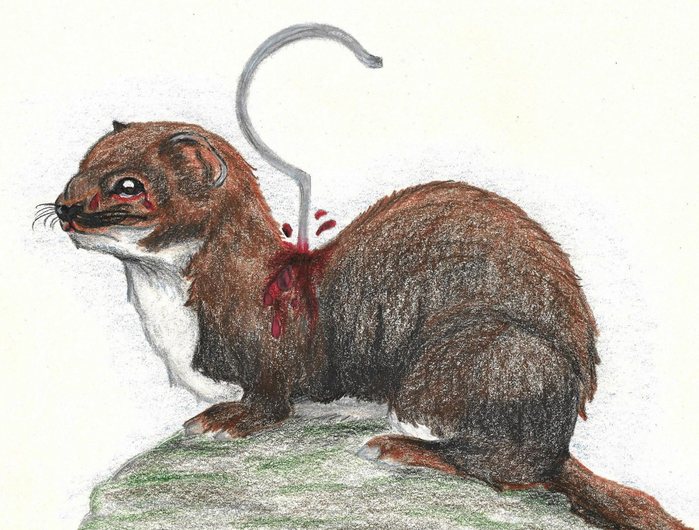 Mustelids and the pelt industry