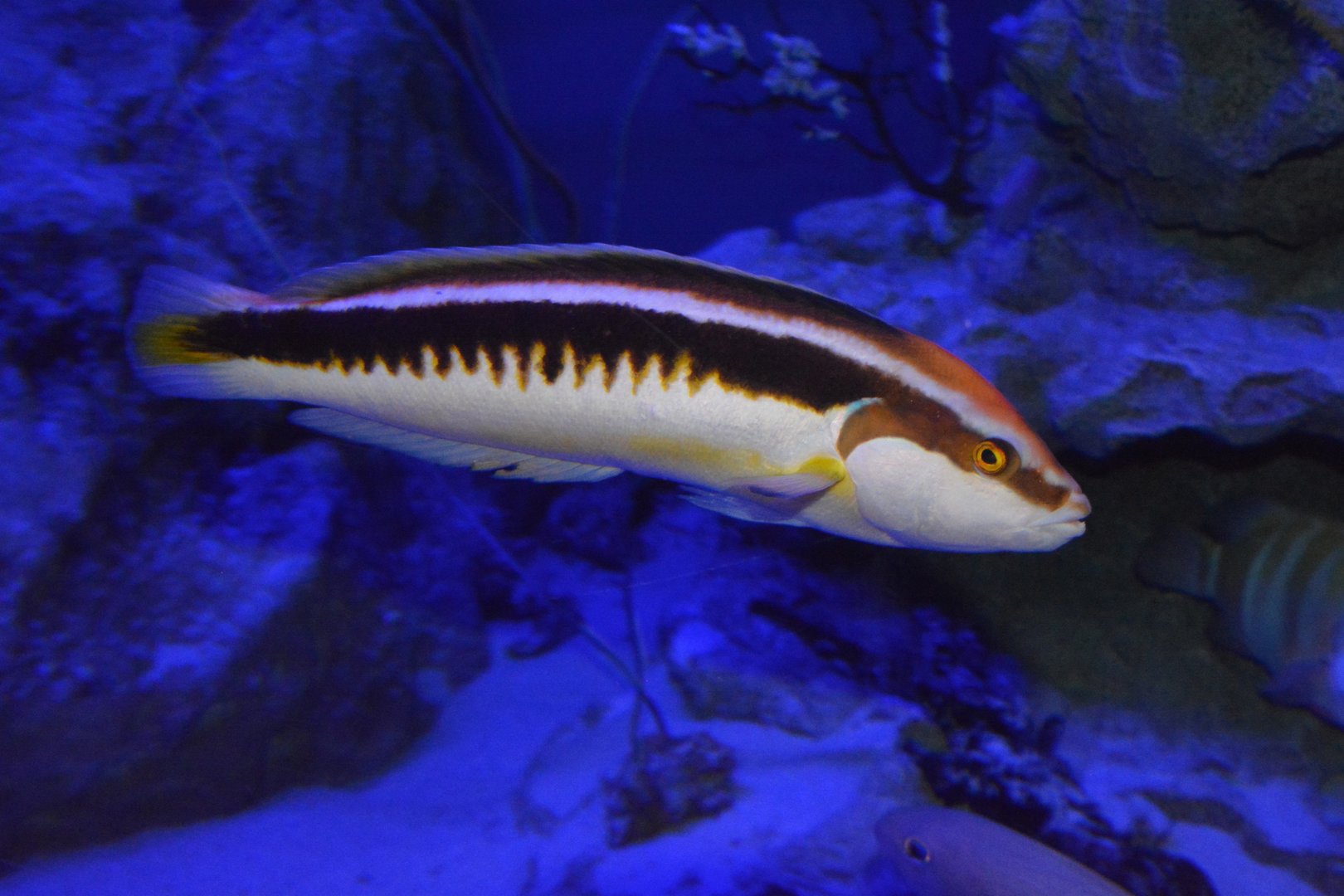 Musum's comb wrasse (Coris musume)