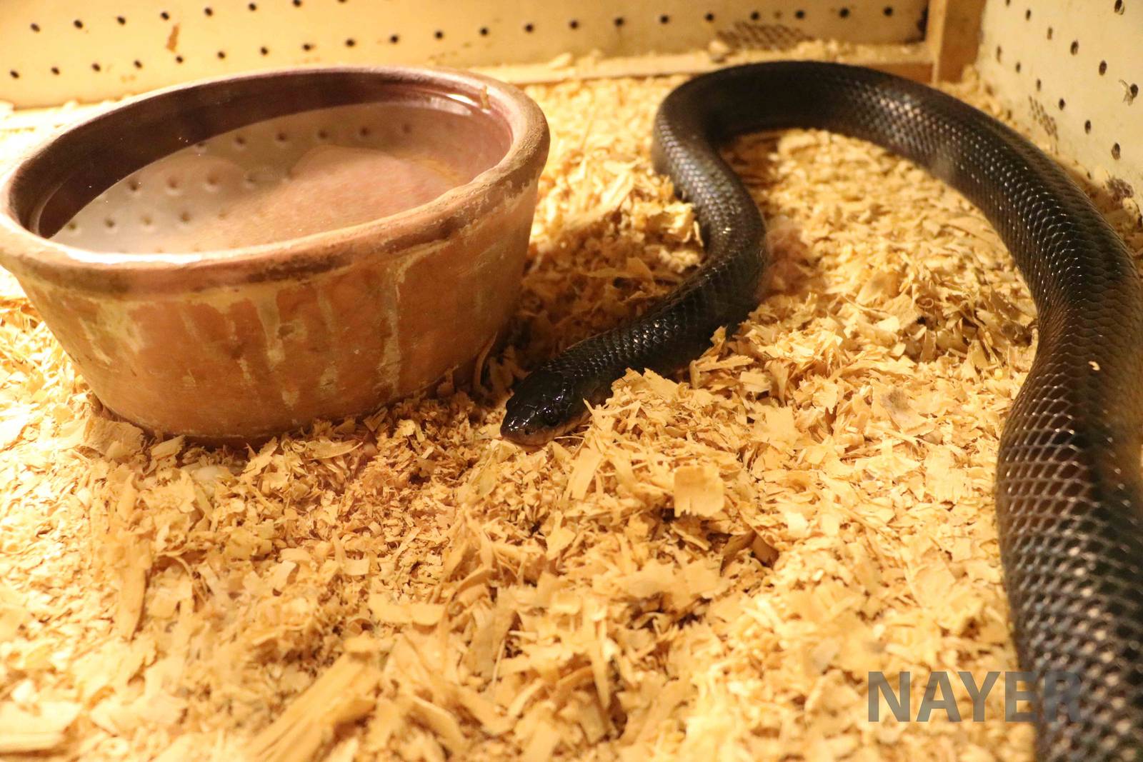 Musurana - Mendoza Serpentarium  ('Centro Anaconda'), April 2016