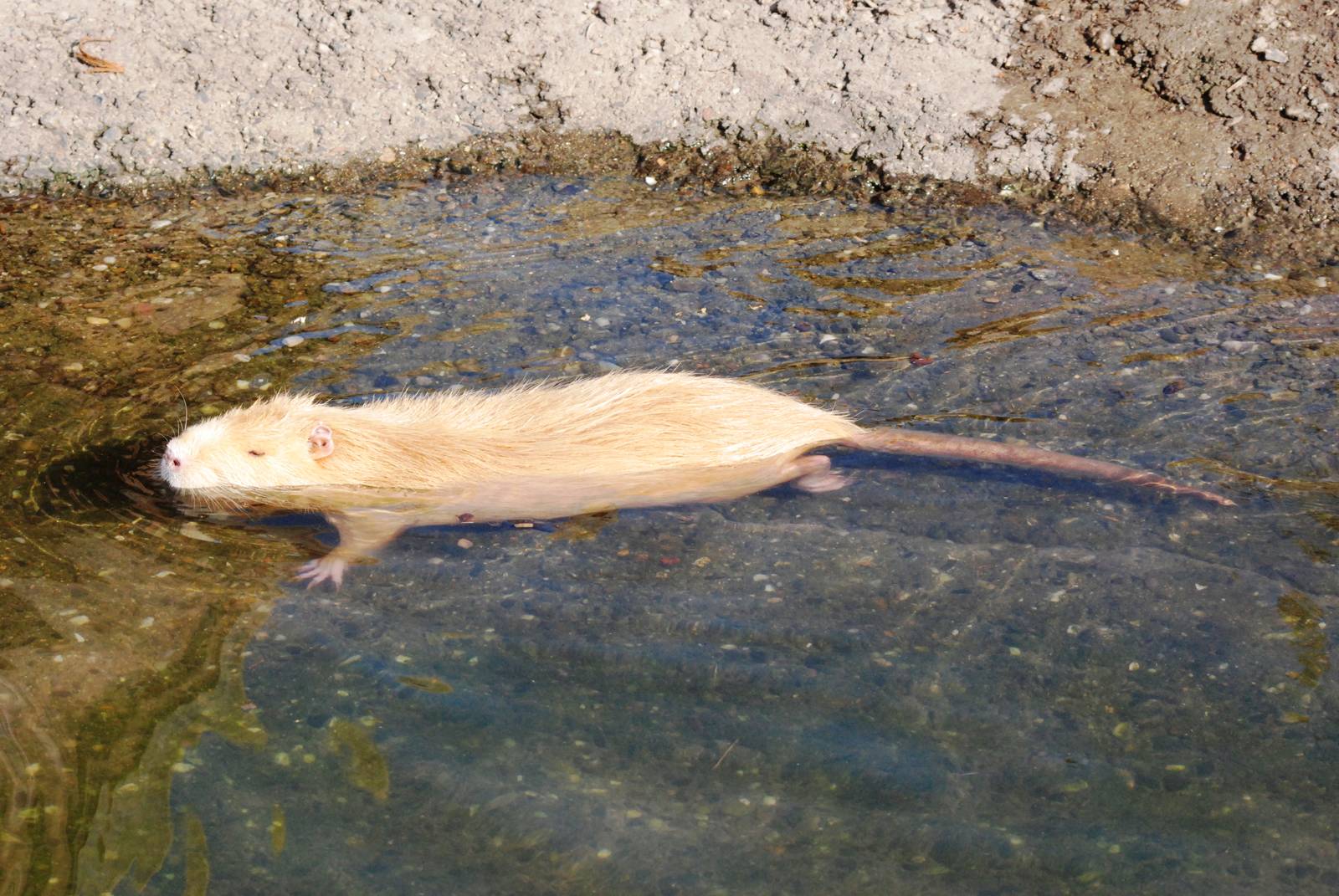 Mutation Coypu at Prague, 25/08/12
