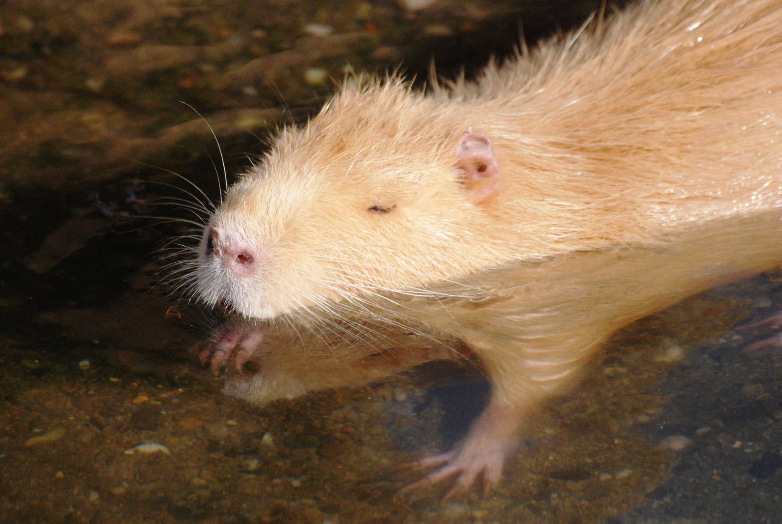 Mutation Coypu at Prague, 25/08/12