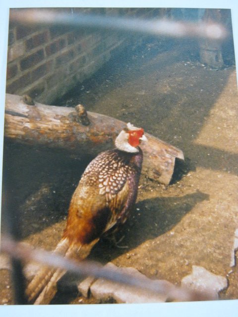Mutation Ring-Necked Pheasant, Basildon Zoo 1989.
