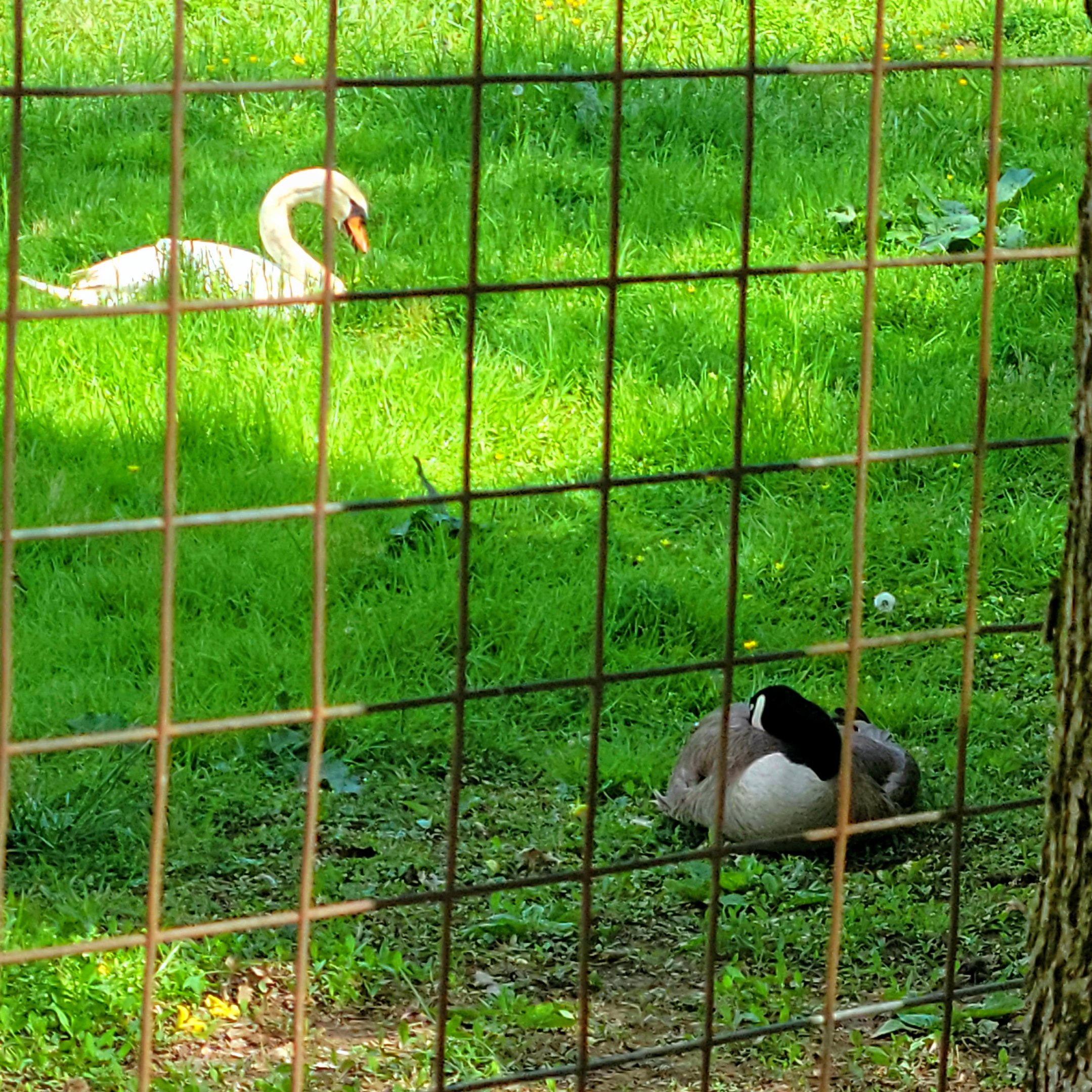 Mute Swan and Canada Goose