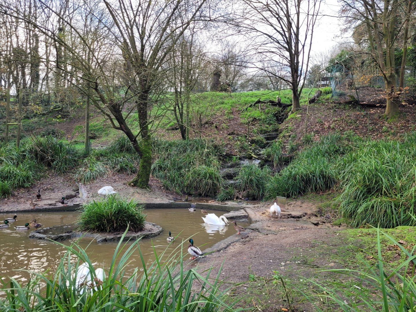 Mute swan and Common mallard exhibit -Zoo de Santillana del Mar (2023)