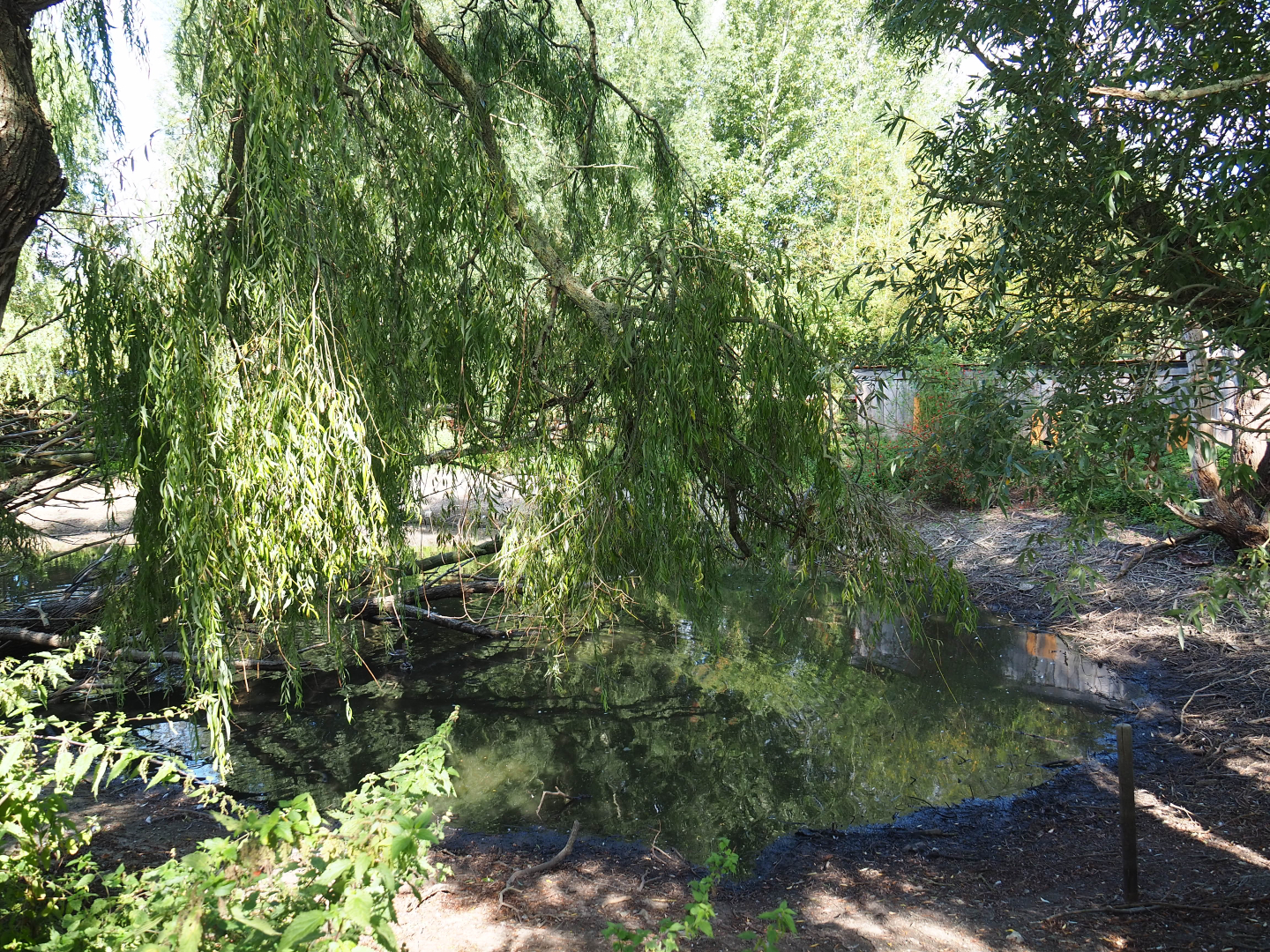 Mute swan and Cumber slider exhibit, 2020-09-12