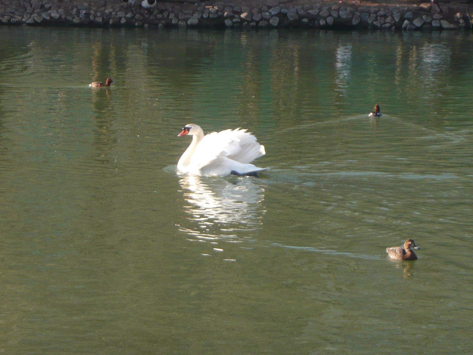 Mute swan and Diving ducks