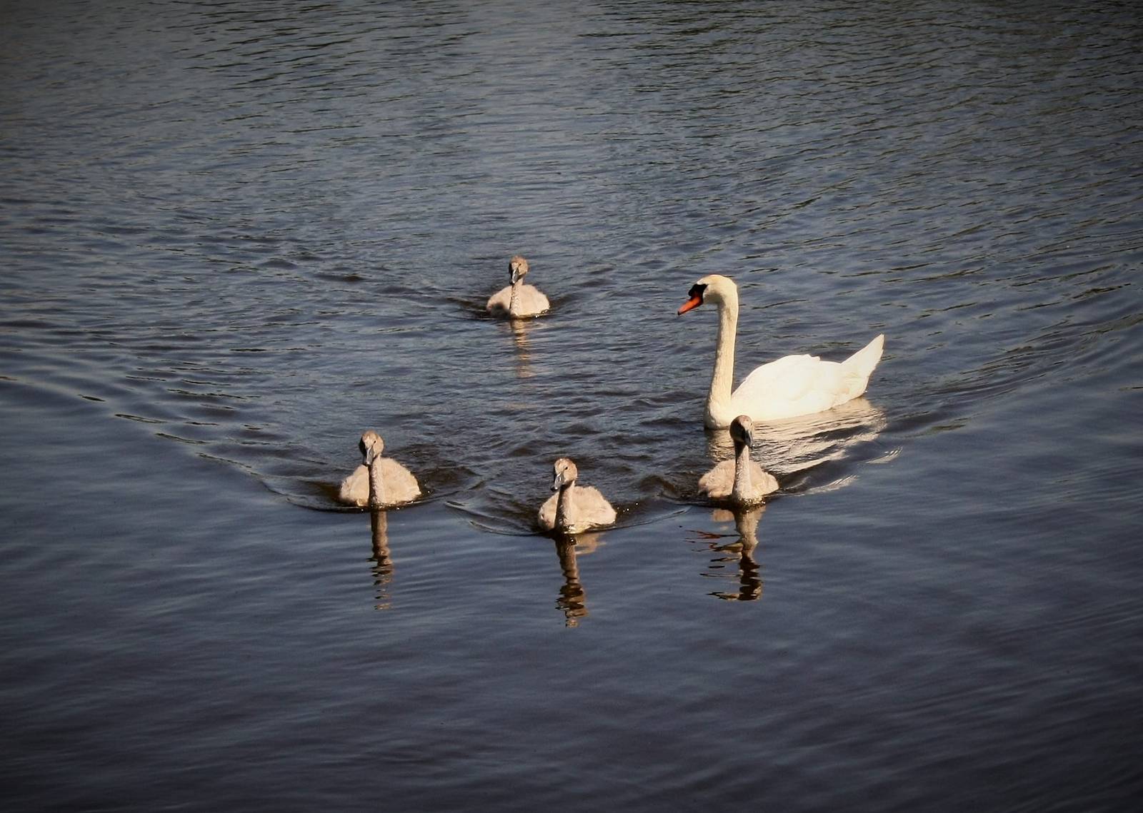 Mute Swan and Young