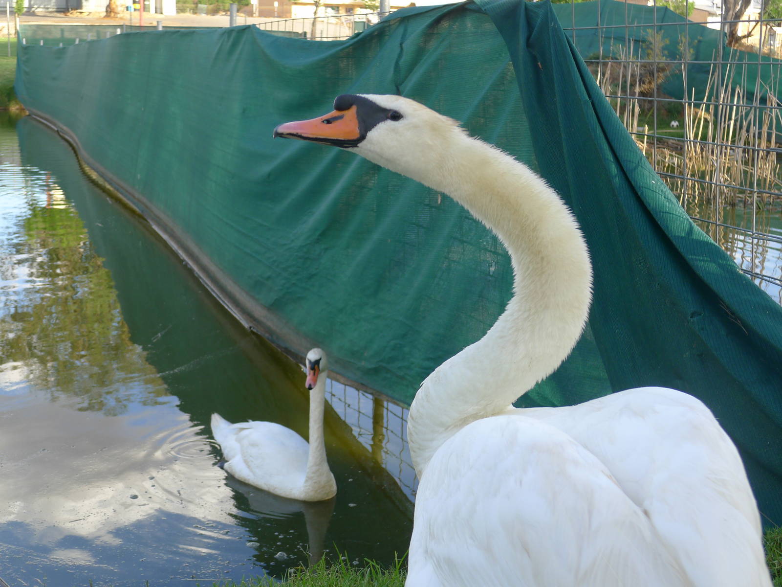 Mute Swan at Northam WA