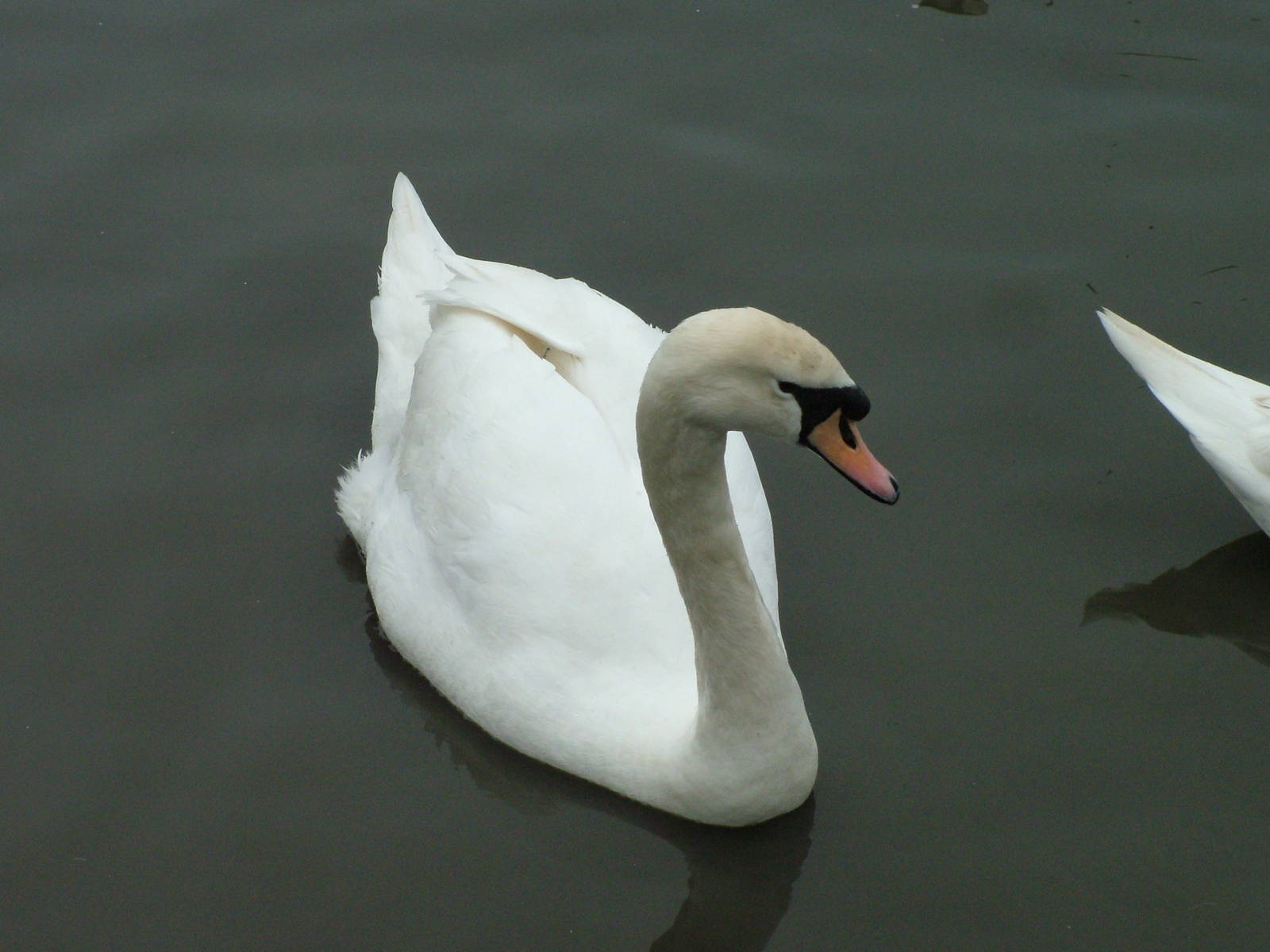 Mute Swan at Slimbridge 06/02/10