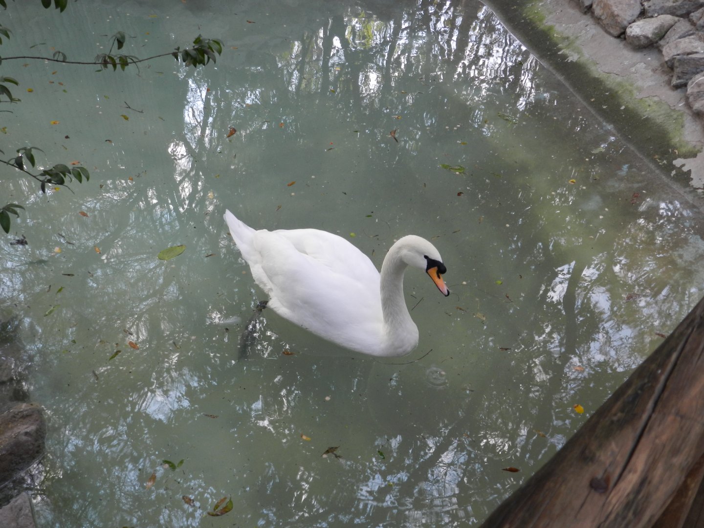 Mute swan - Buin zoo