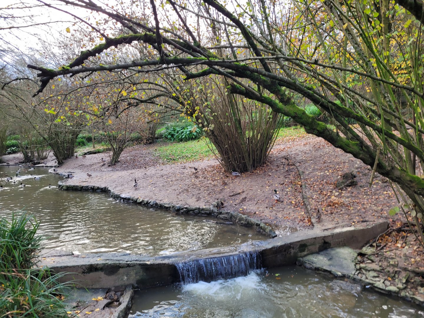 Mute swan, Common mallard and Chesnut teal exhibit -Zoo de Santillana del Mar (2023)