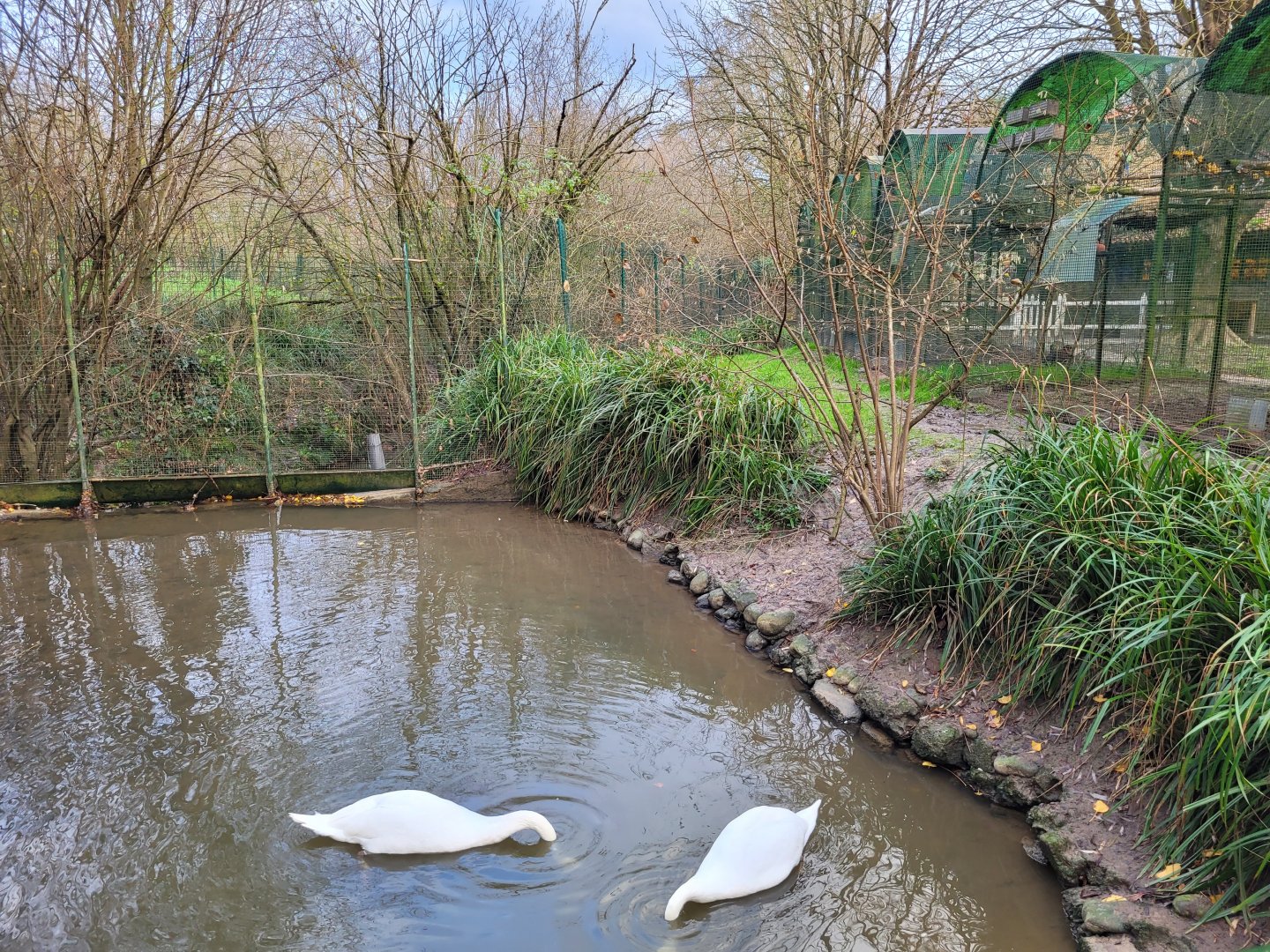 Mute swan, Common mallard and Chesnut teal exhibit -Zoo de Santillana del Mar (2023)
