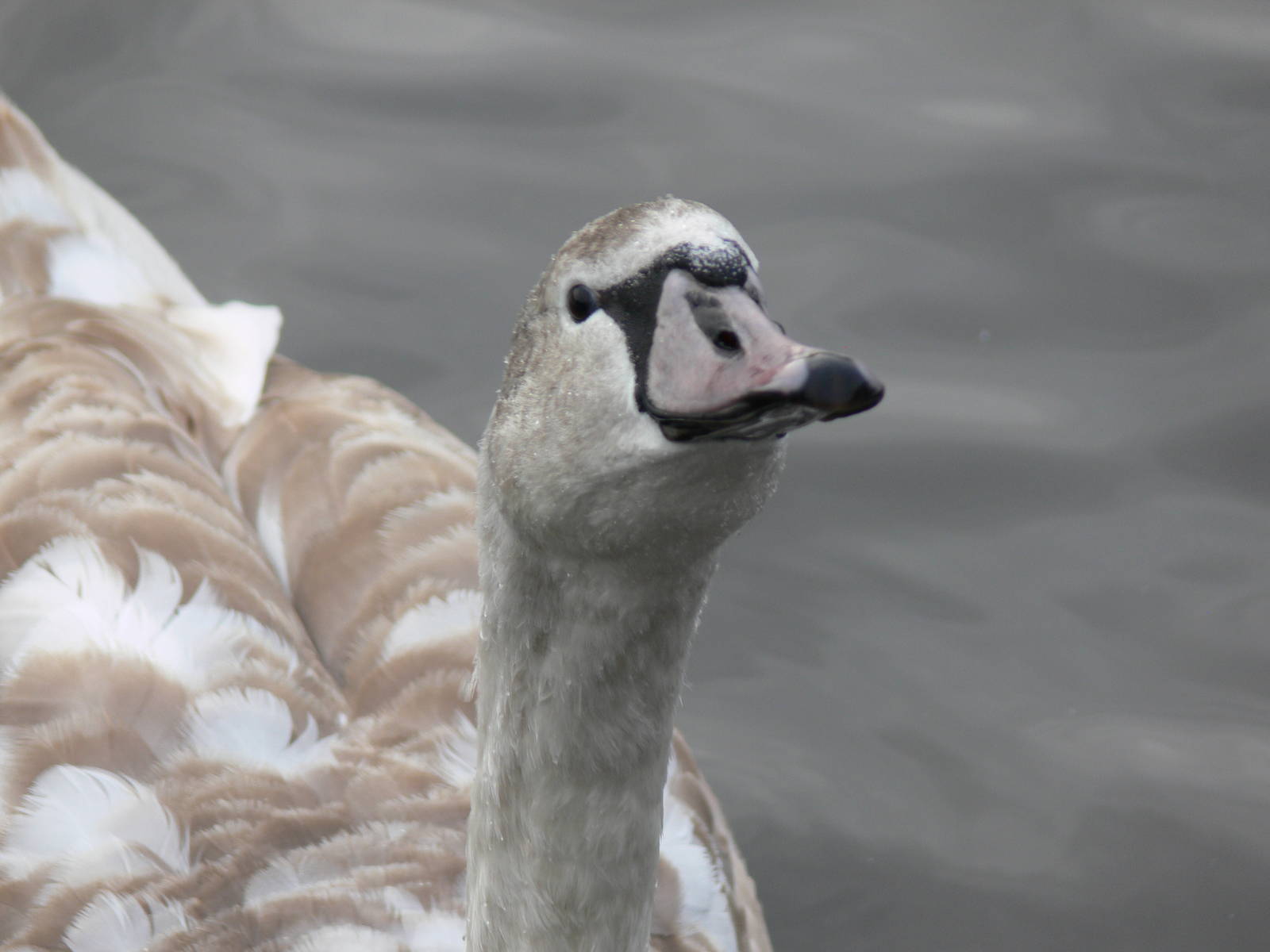 Mute Swan Cygnet at Martin Mere WWT 08/12/12