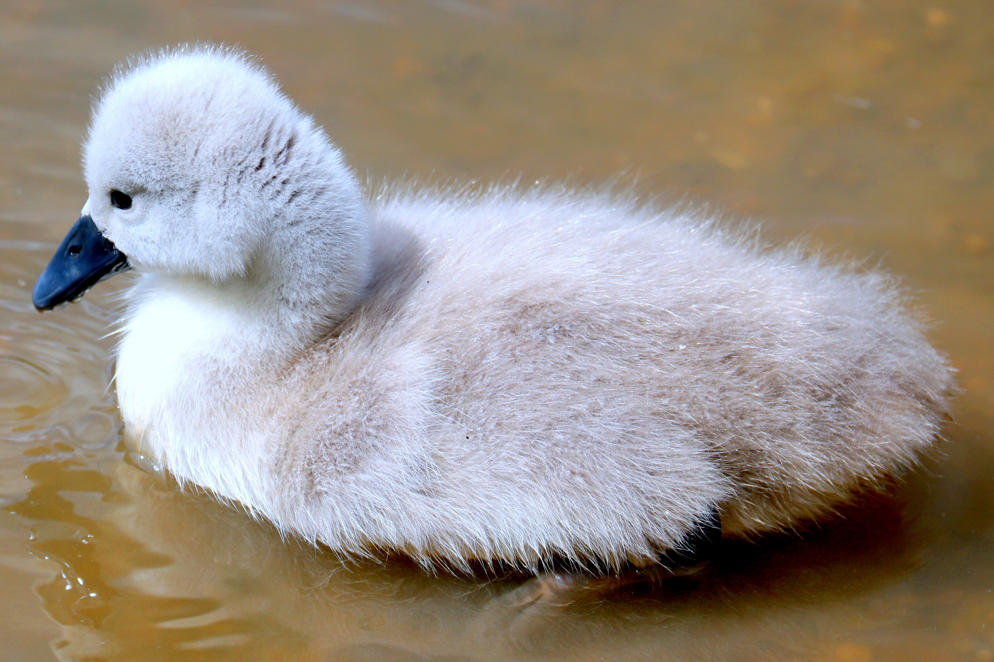 Mute swan cygnet; Beckton Lake; 22nd May 2021