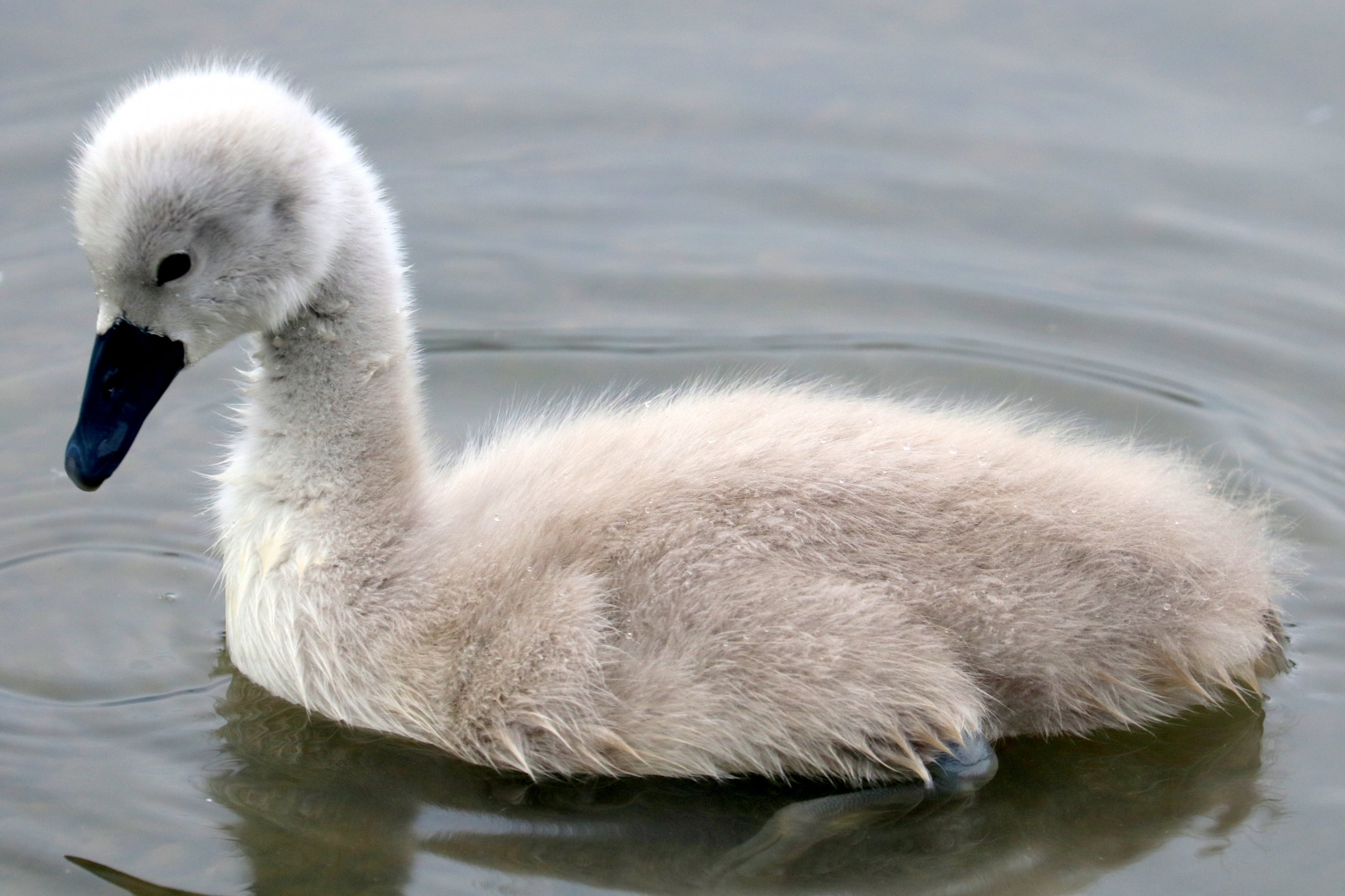 Mute swan cygnet; Beckton Lake; 28th May 2021