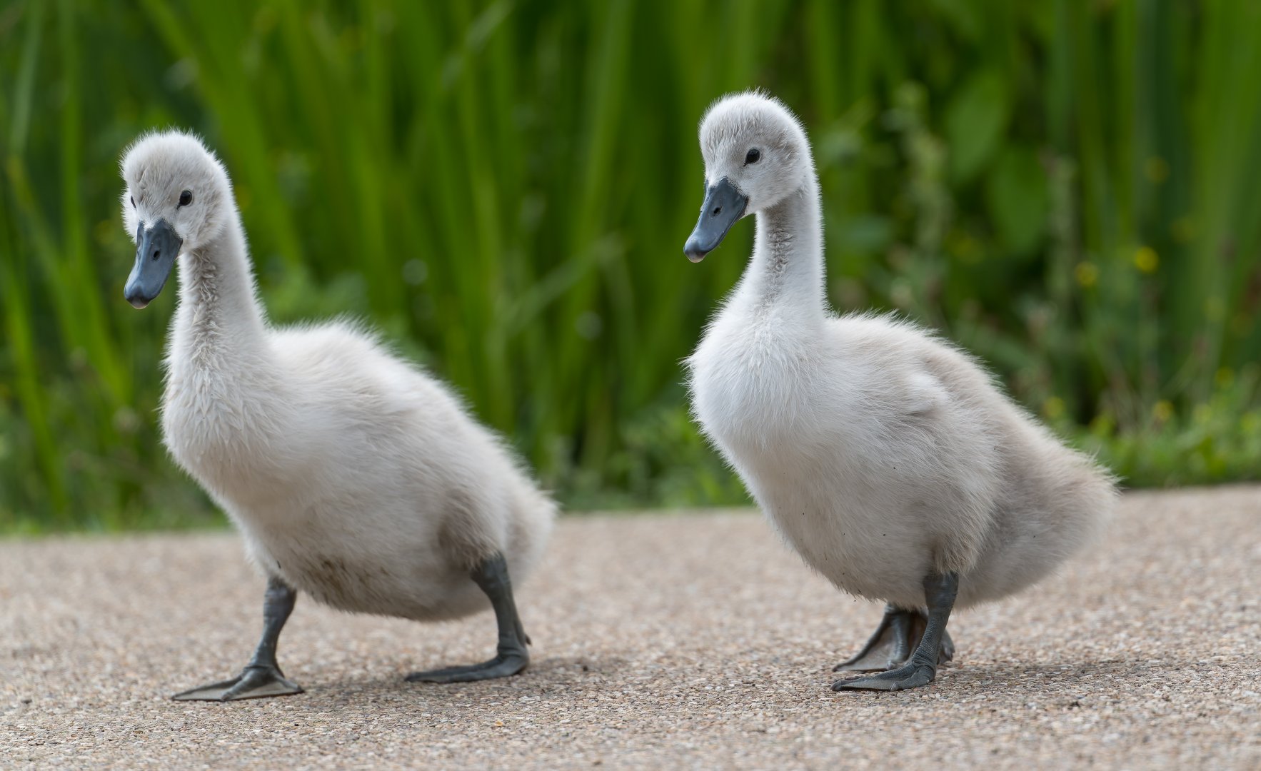 Mute Swan Cygnets (wild) UK