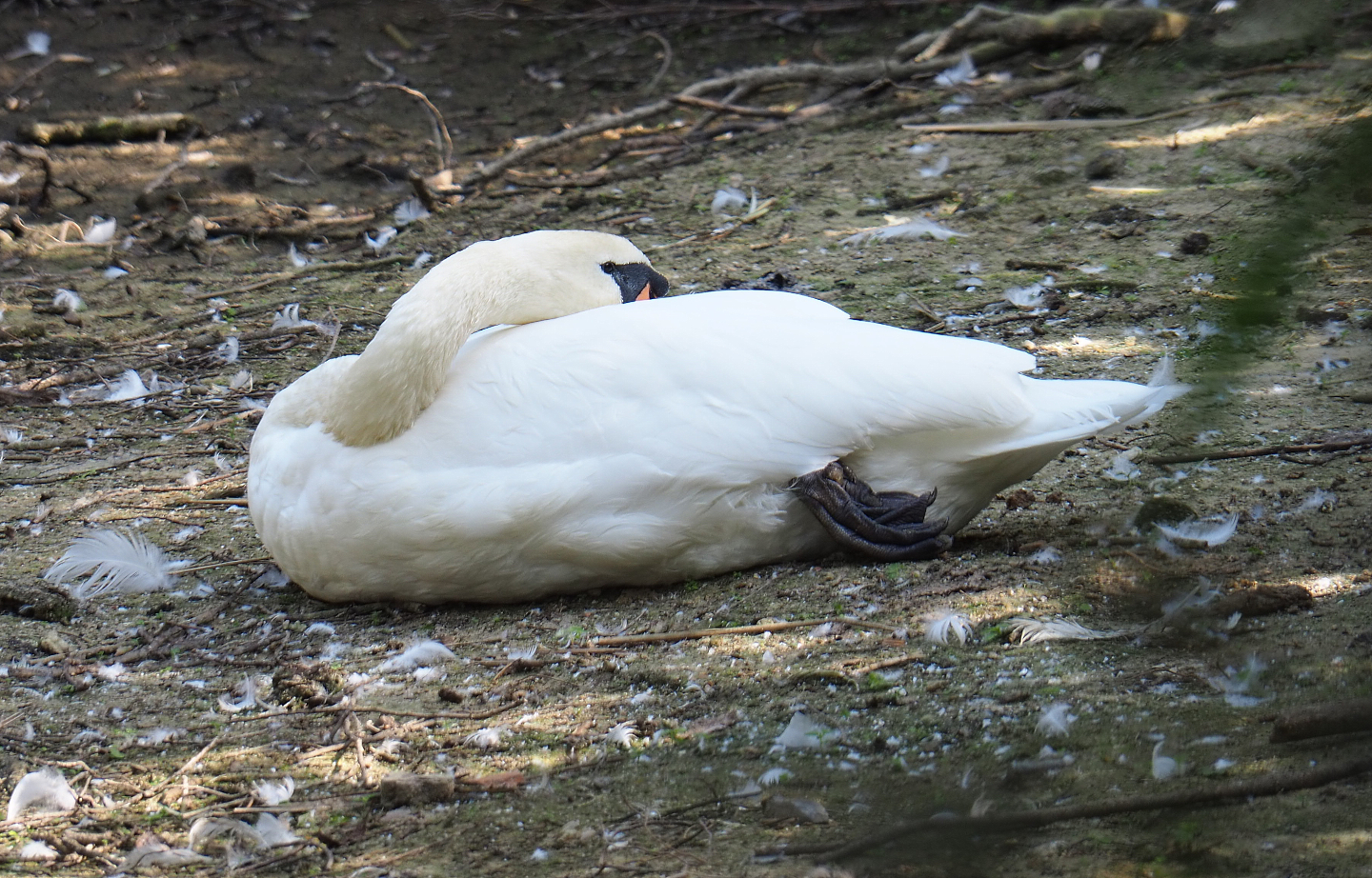 Mute swan (Cygnus olor), 2020-09-12