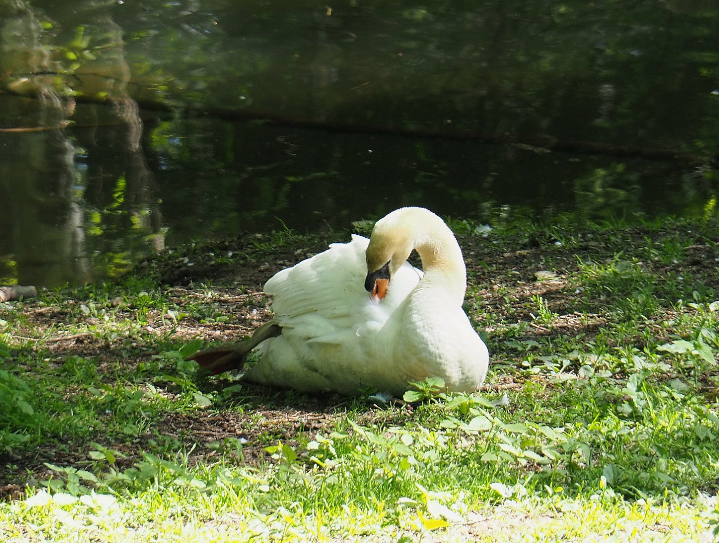 Mute swan (Cygnus olor), 2021-05-29