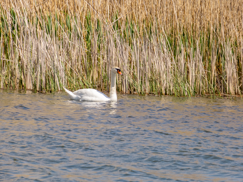 Mute swan (Cygnus olor) - Danube Delta