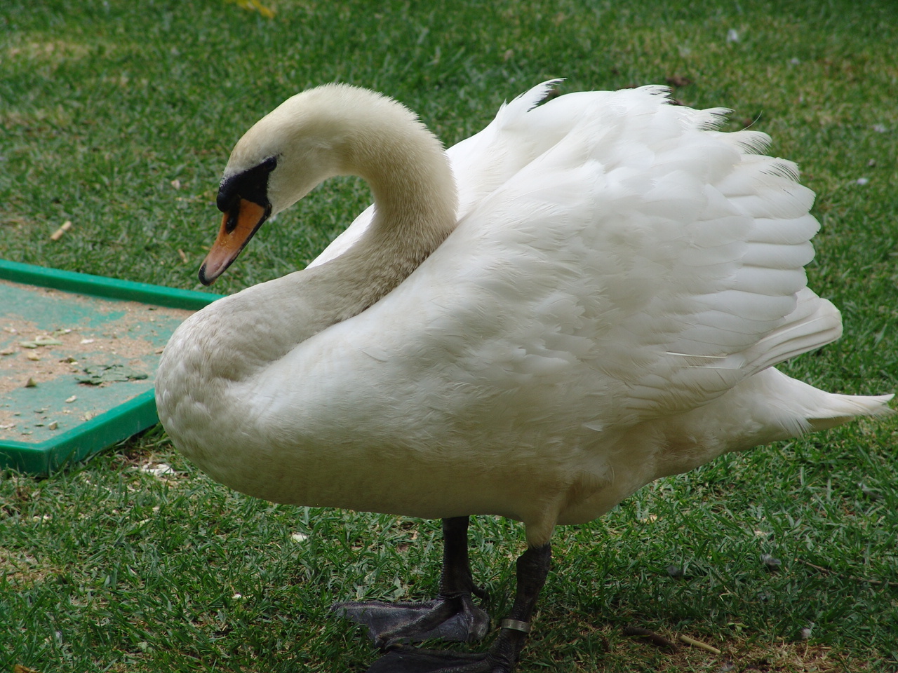 Mute Swan (Cygnus olor)